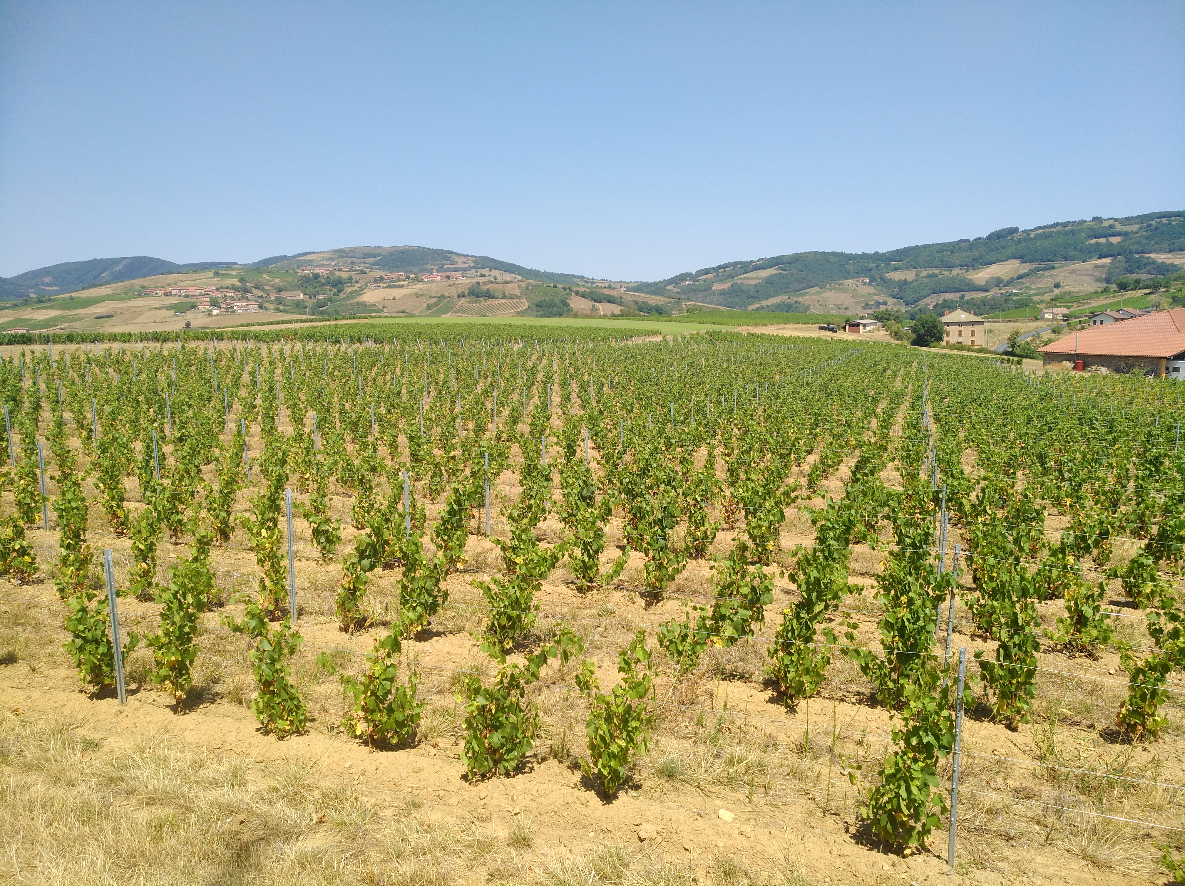 Vignoble du Beaujolais dans le Val d’Oingt
